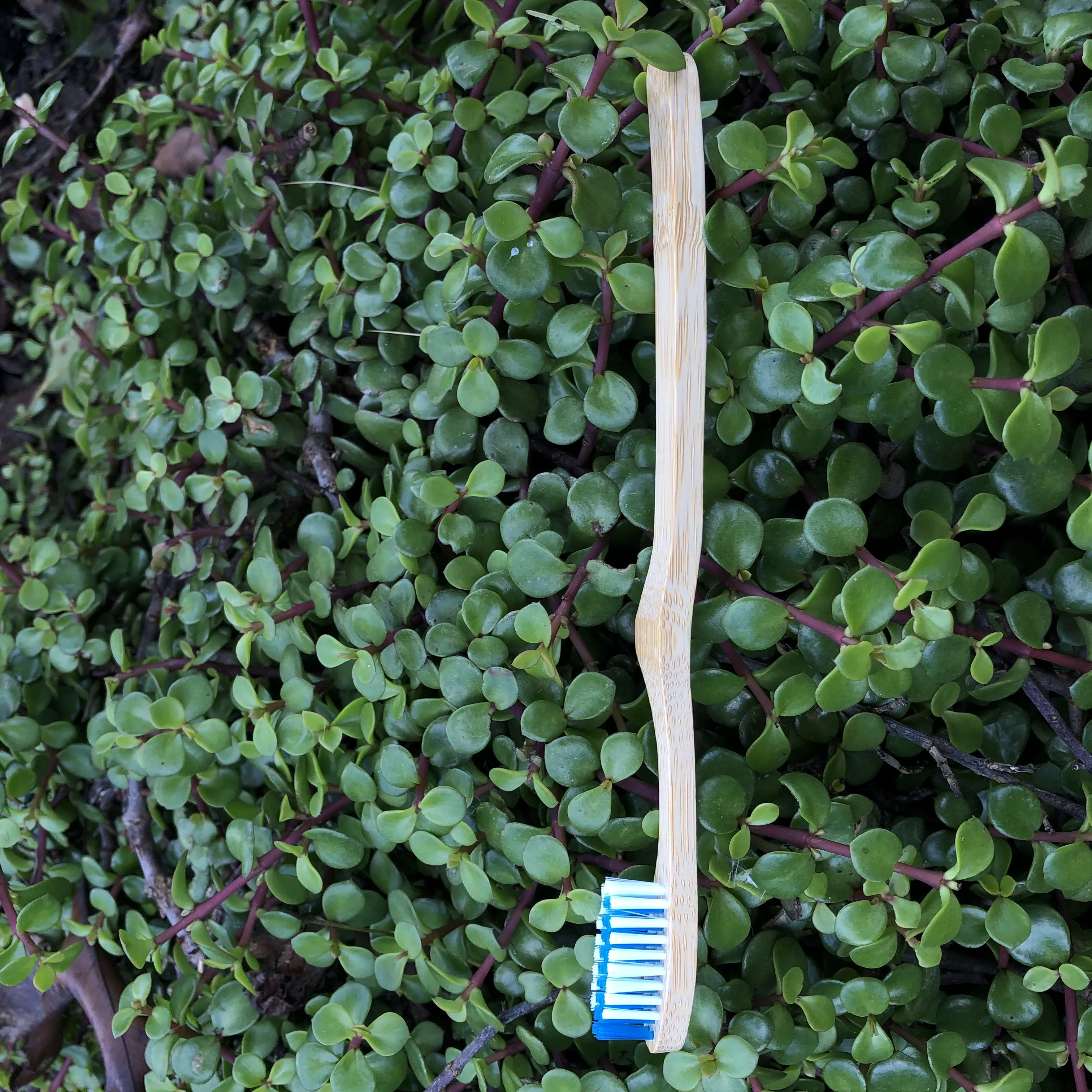 Bamboo Toothbrush (2-pack)