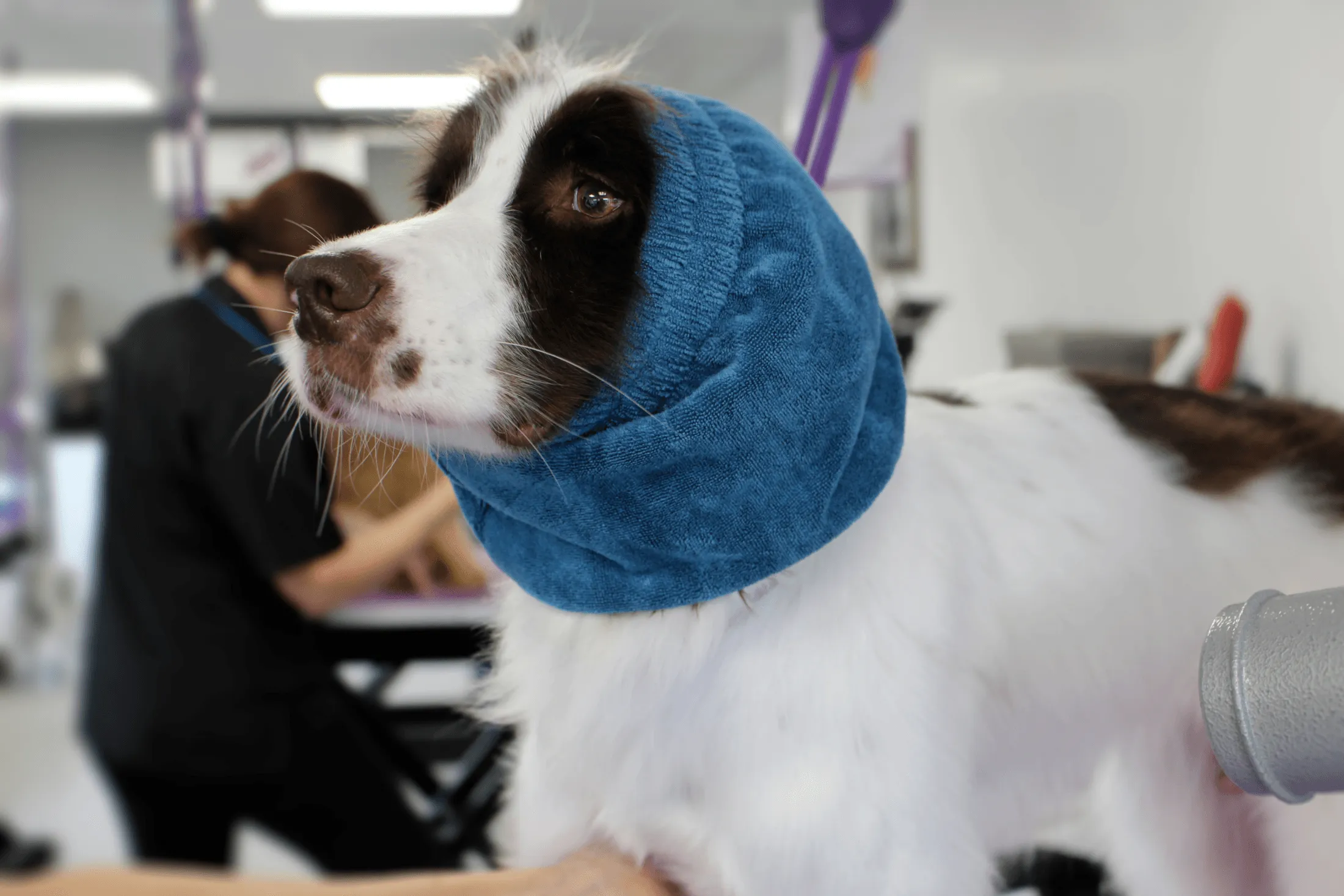 Dog Grooming Safety Snood 4-Pack