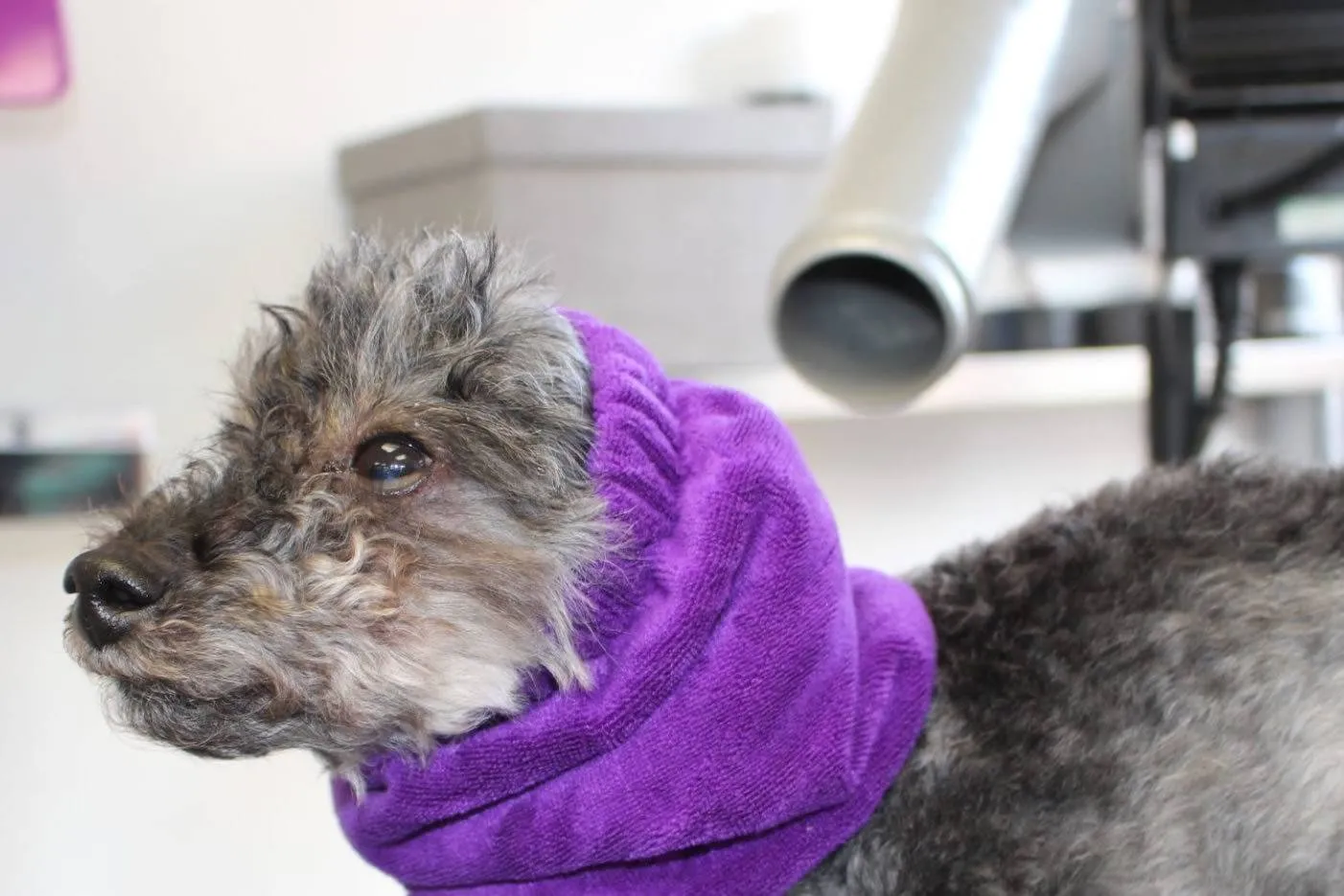 Dog Grooming Safety Snood 4-Pack