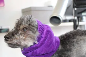 Dog Grooming Safety Snood 4-Pack