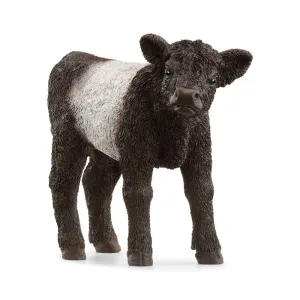 Scheich Galloway Calf